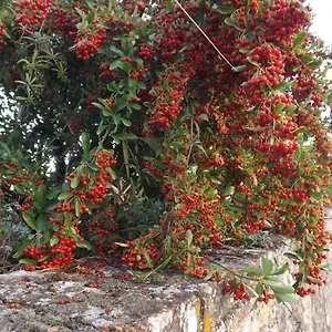 Guest house Solomia, Panzano in Chianti